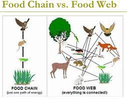1 (h). Food Chains/Web and Pyramid - Andres Robotics and Science