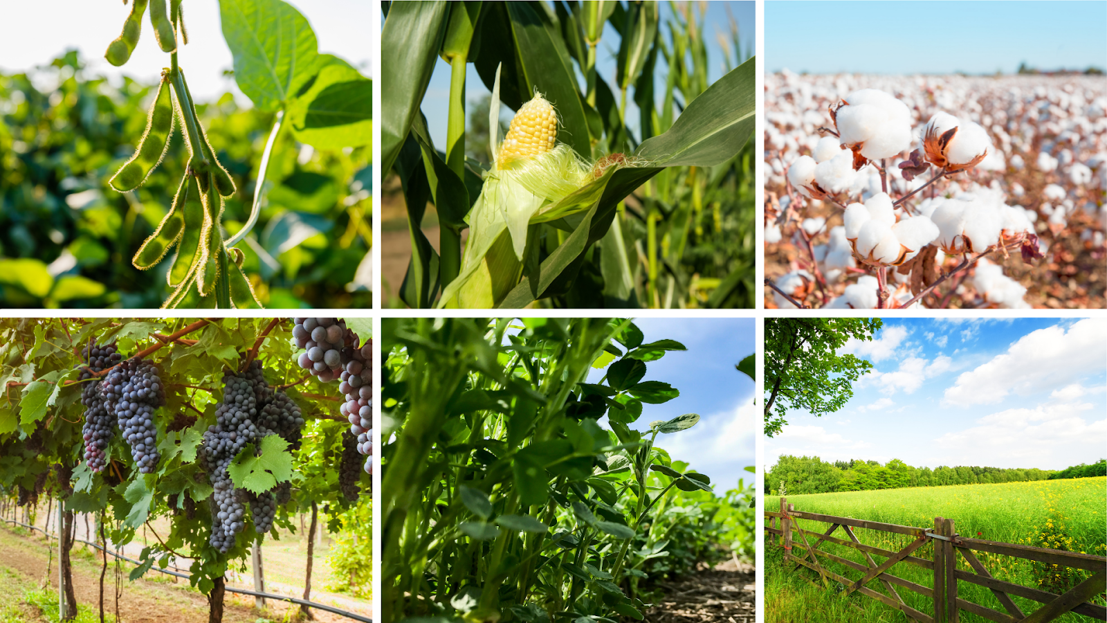 collage of various crops