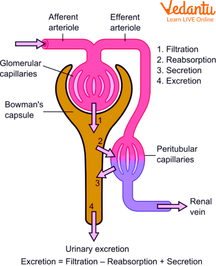 Nephron