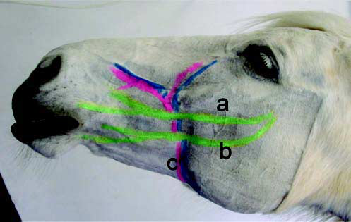 (a) Dorsal and (b) ventral buccal branches of the facial nerve, (c) facial artery and vein.