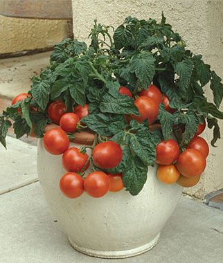 plant tomatoes at home