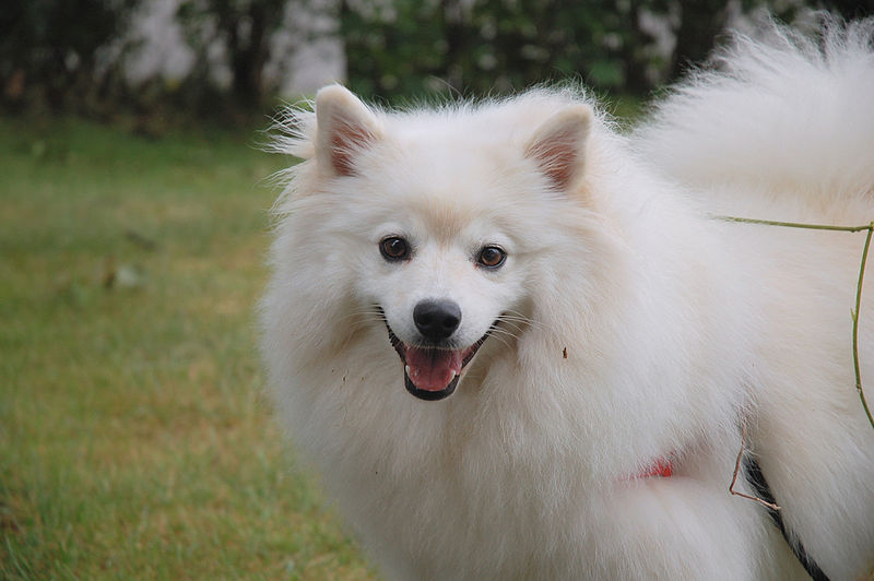 American_Eskimo_Dog_4.jpg