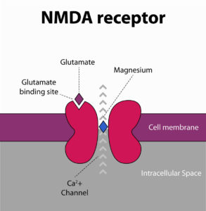 nmda receptors