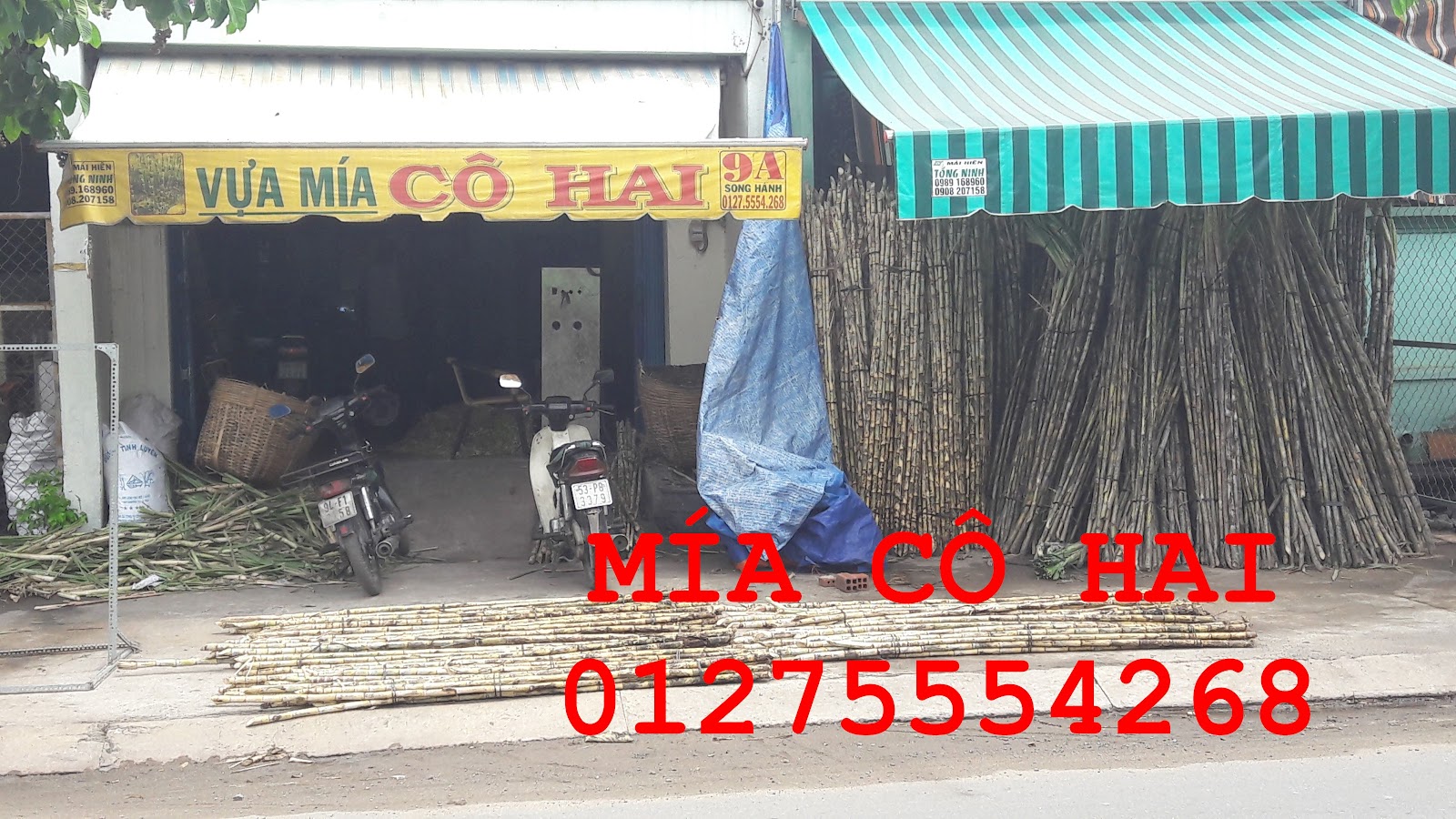 Mía cây mía ăn xuất khẩu 01275554268 - 15