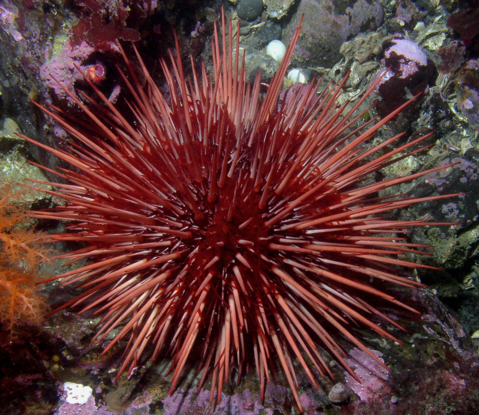 Red sea urchin