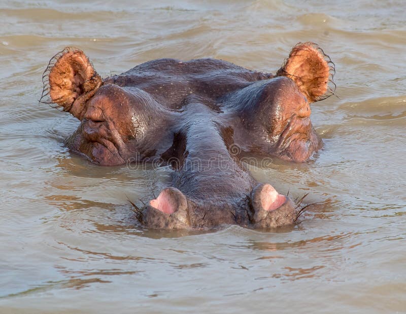 1,095 Submerged Hippo Stock Photos - Free & Royalty-Free Stock Photos from  Dreamstime
