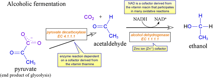 alcoholic_fermentation.gif