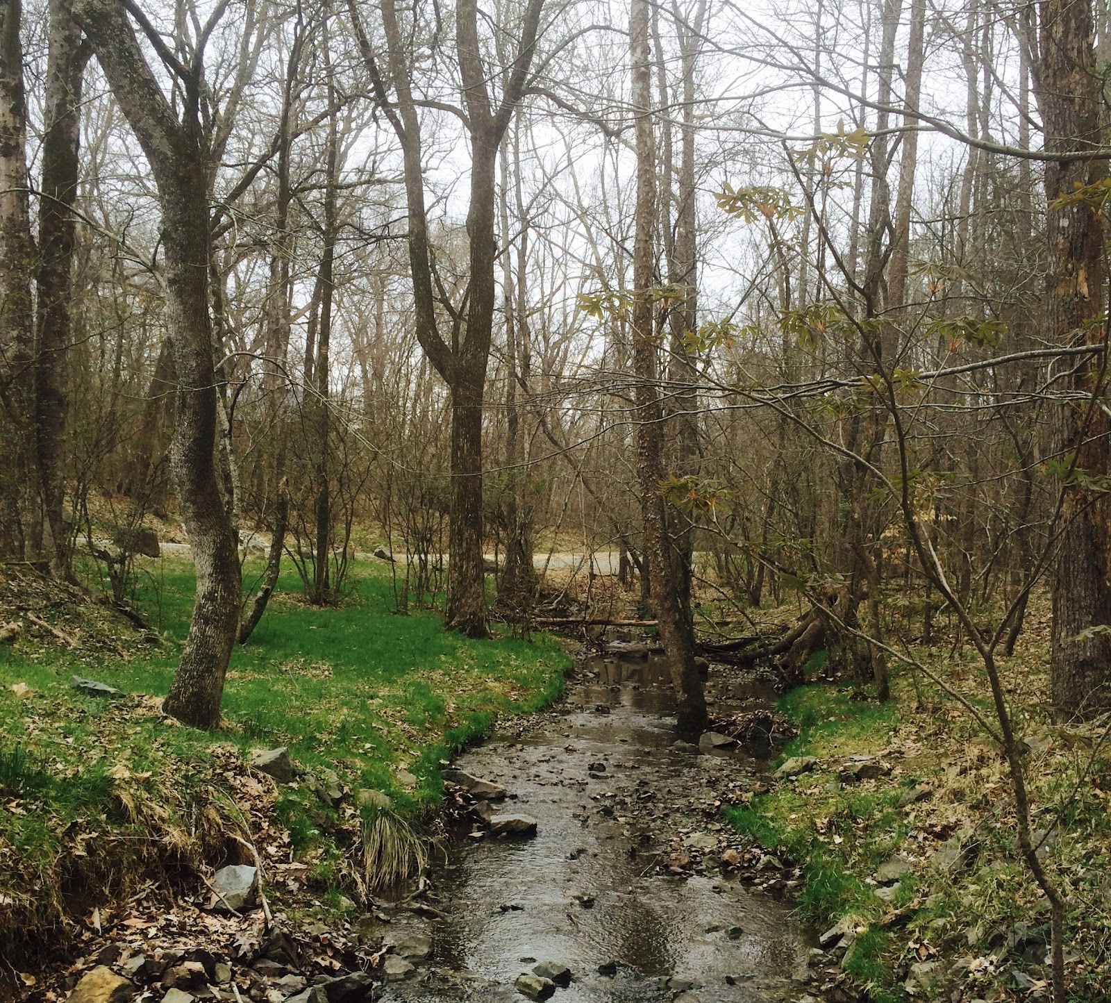 A creek winds its way through the woods peacefully representing the calm that can be found with the help of Depression Treatment in Durham, NC.