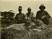 https://upload.wikimedia.org/wikipedia/commons/thumb/3/30/The_Big_Game_of_Africa_%281910%29_-_Male_lion_Sotik_Plains_May_1909.png/220px-The_Big_Game_of_Africa_%281910%29_-_Male_lion_Sotik_Plains_May_1909.png