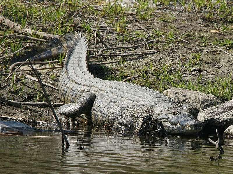 C:\Users\Solly family\Desktop\e3bc7e70e5_50035952_800px-crocodylus-niloticus-kafue.jpg