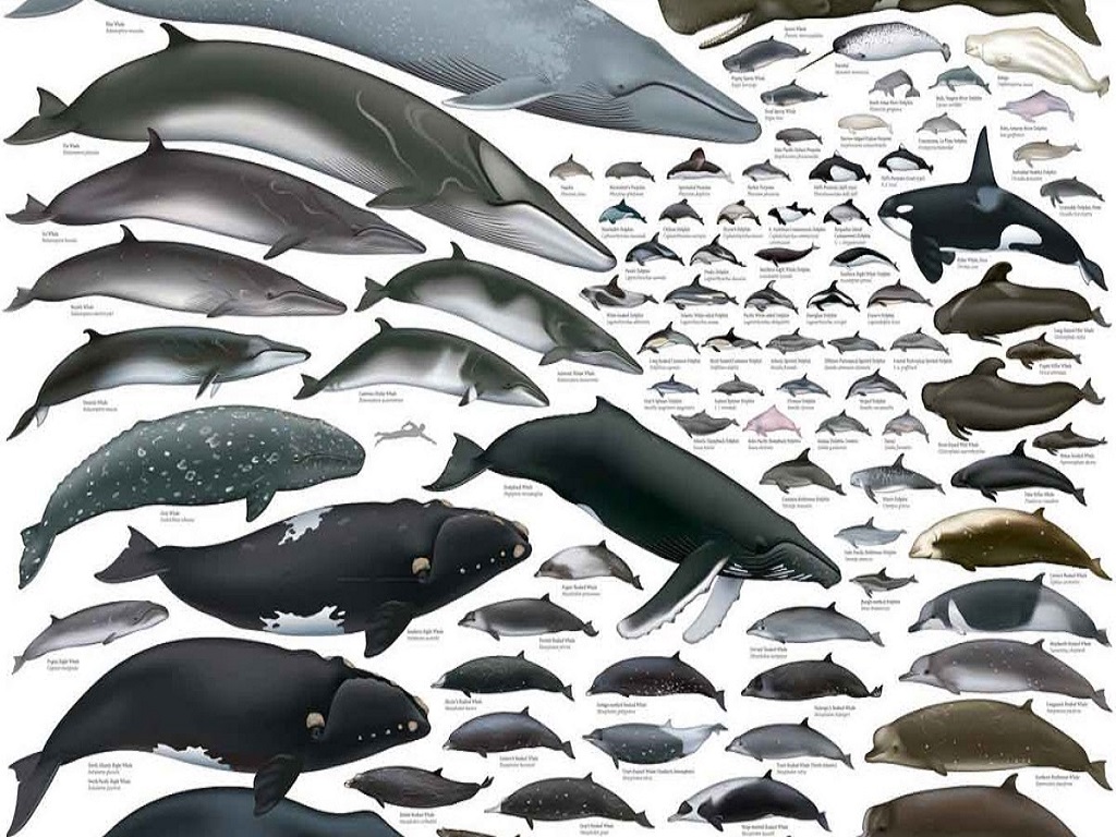 10 Surprising Facts About A Whale