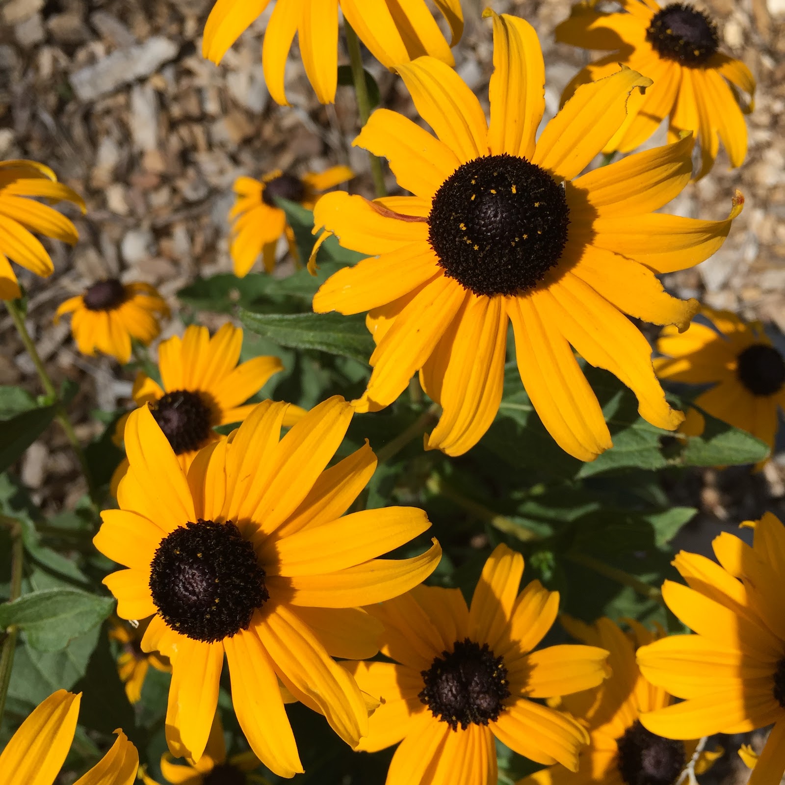 The First Step To Starting A Cut Flower Garden