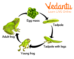 Life Cycle of a Frog