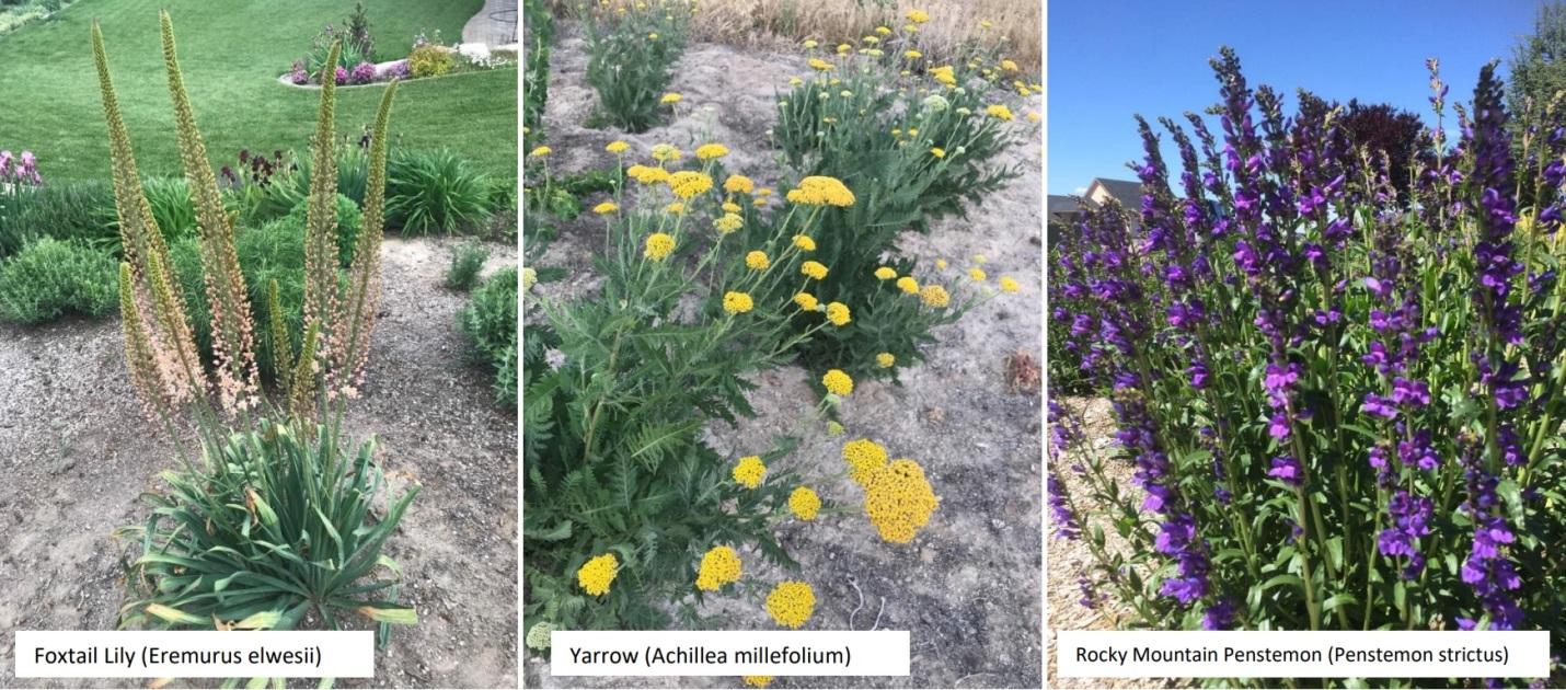 Foxtail Lily, Yarrow, and Rocky Mountain Penstemon examples