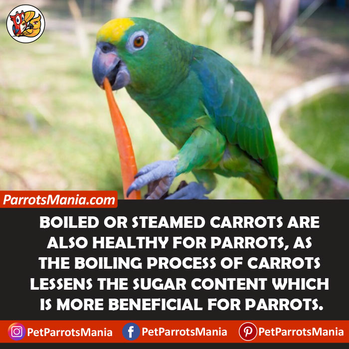 Boiled Carrots for parrots
