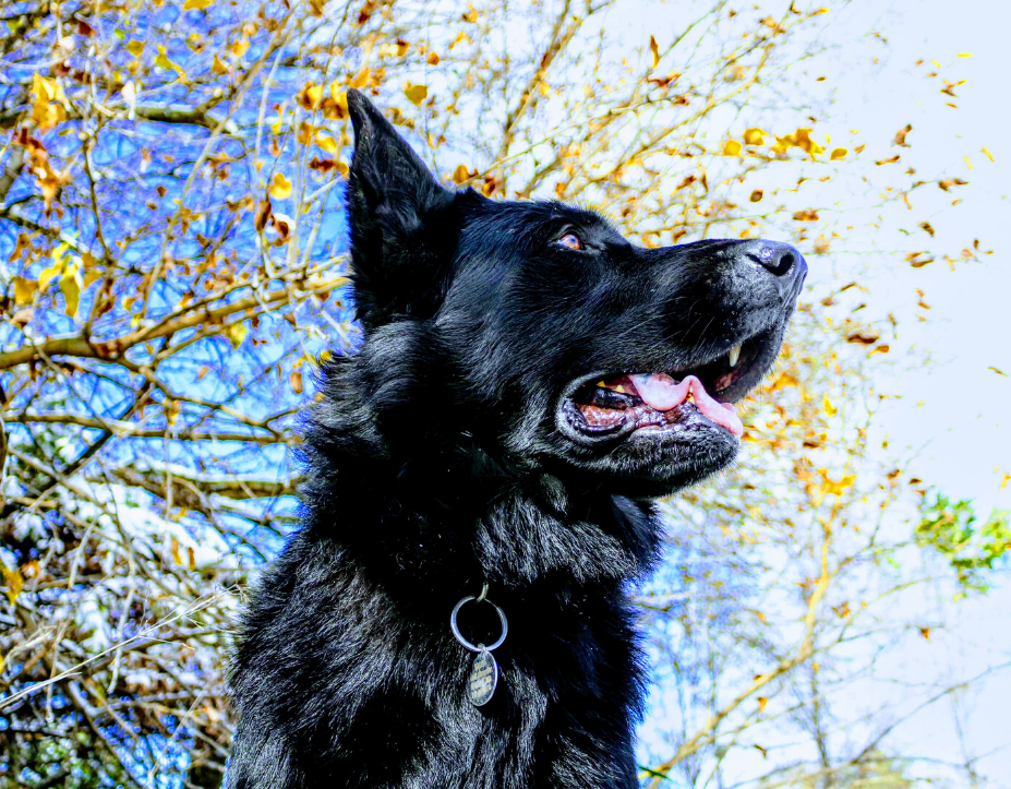 Blue German Shepherd – Everything You Need To Know