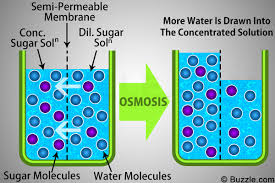 Image result for osmosis