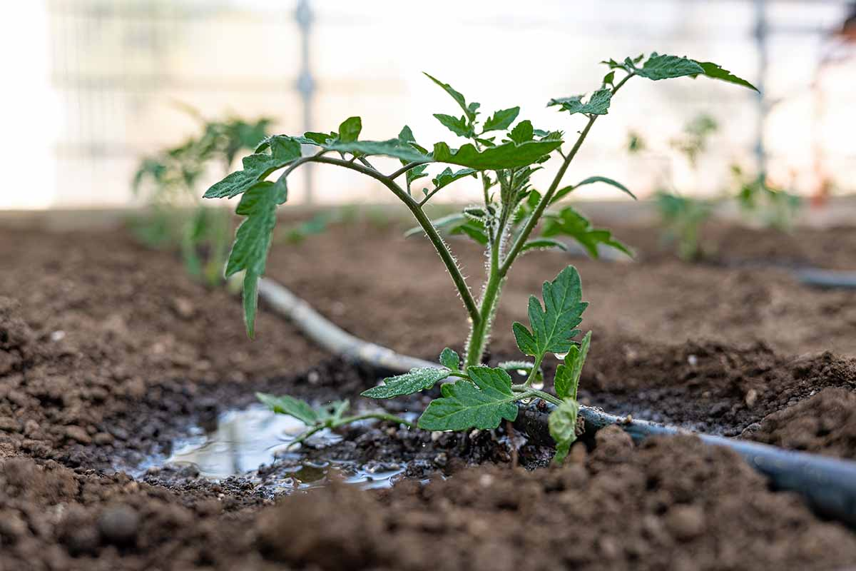 Water tomato plants deeply