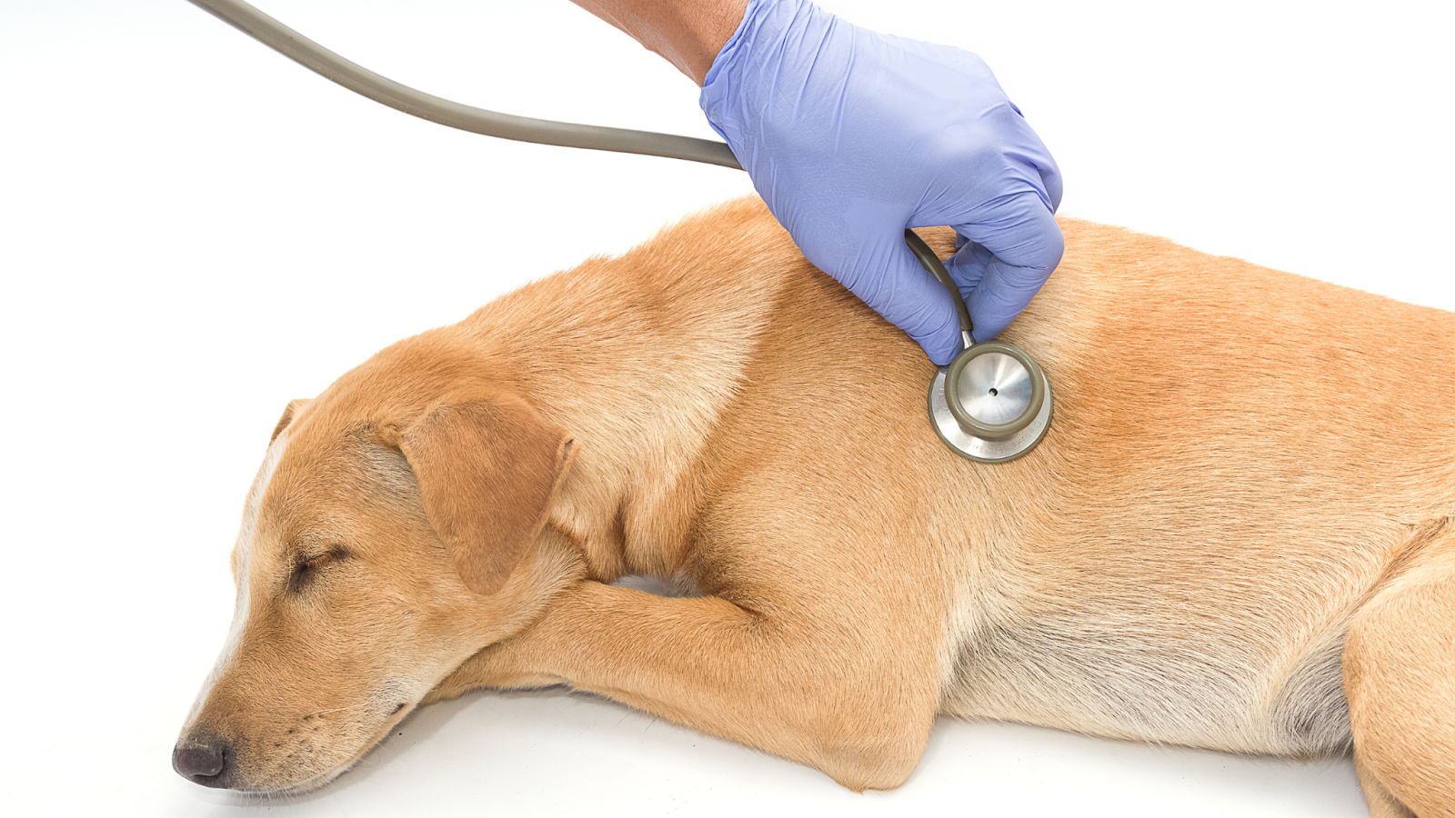 Unvaccinated dogs are at a higher risk of contracting Parvovirus, a very contagious disease that affects the gastrointestinal system.