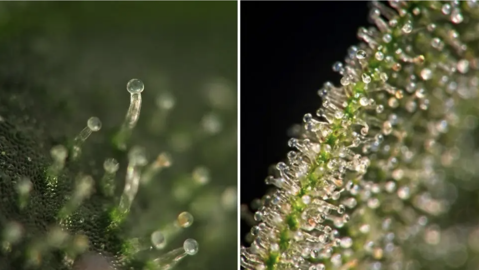 Díptico de fotos macro coloridas de tricomas capitados da planta de cannabis