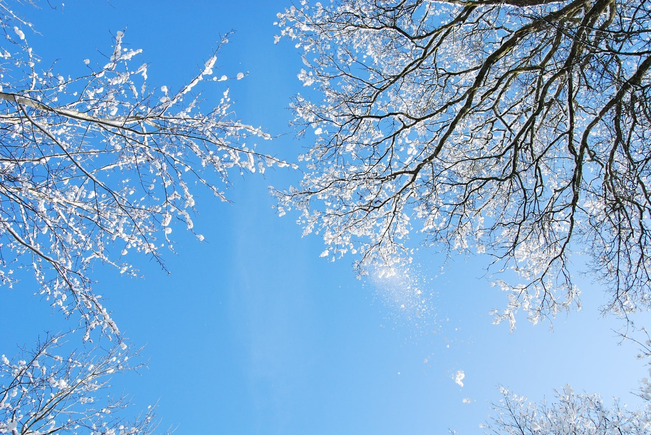 Árvores com flores brancas e um céu azul