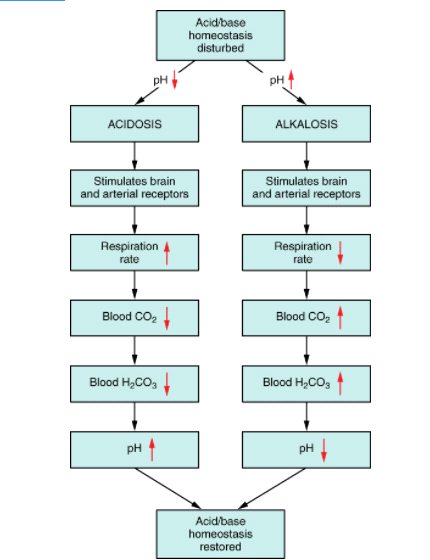 Physiological Acid Base Balance : Pharmaguideline