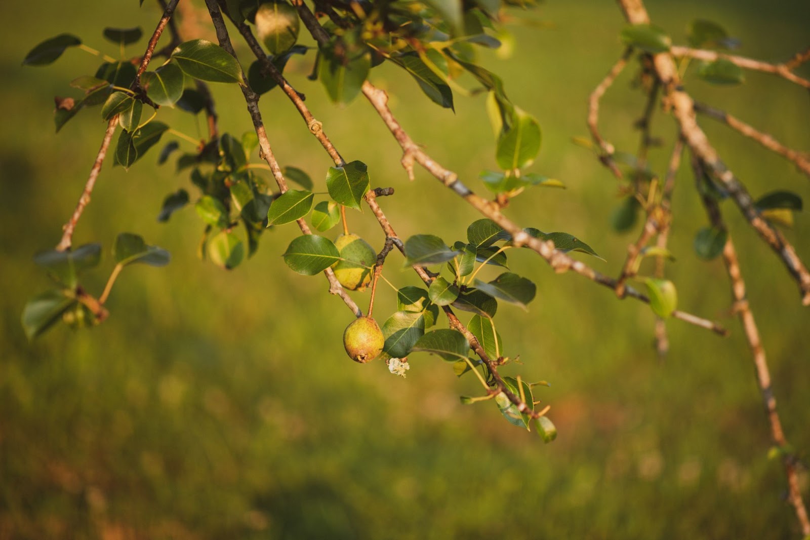 The Fascinating Journey of Pear Trees: From Blossoms to Bountiful Harvest