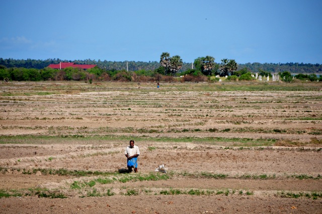 A man stands in the middle of parched paddy land in the northern Kilinochchi District. Sri Lanka's staple rice harvest is expected to record a loss of 17 percent from around four million metric tonnes in 2013. Credit: Amantha Perera/IPS