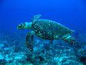 Hawksbill Turtle.jpg