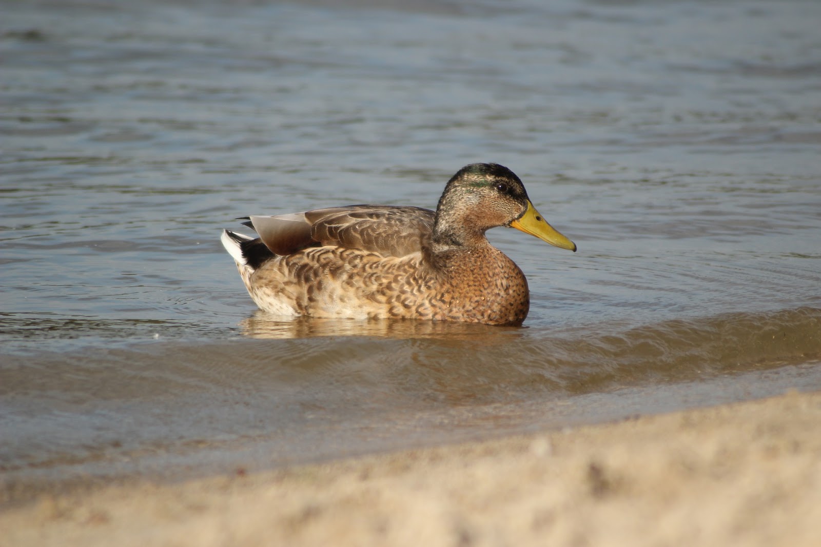 pato e ganso