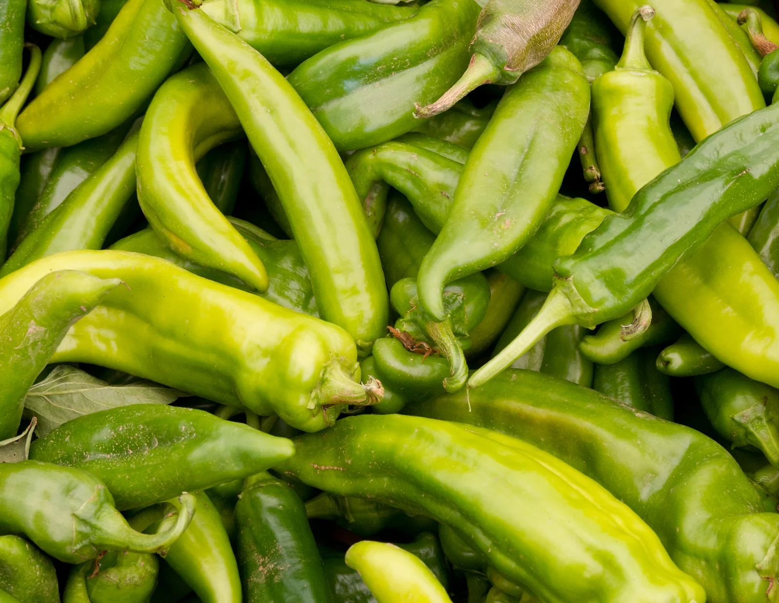Anaheim Pepper