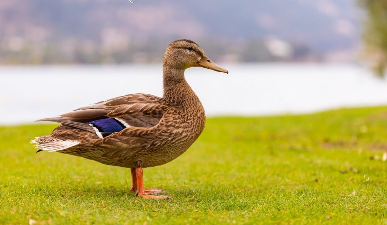 Are Ducks Birds? Let's Find Out 4 ggEjRnc2UL66iHCDpNMquv9rpQdg00NhaIsBCSyCRczptzGQ4EcRjryY Fr8Elj6osUlHS2LFl1t8EhChGazt5Zyf68951theMJ6l071iwg PzX1j86pB sGMQmfdik7FW4 PKAhBieOeUJpzk6U8r0