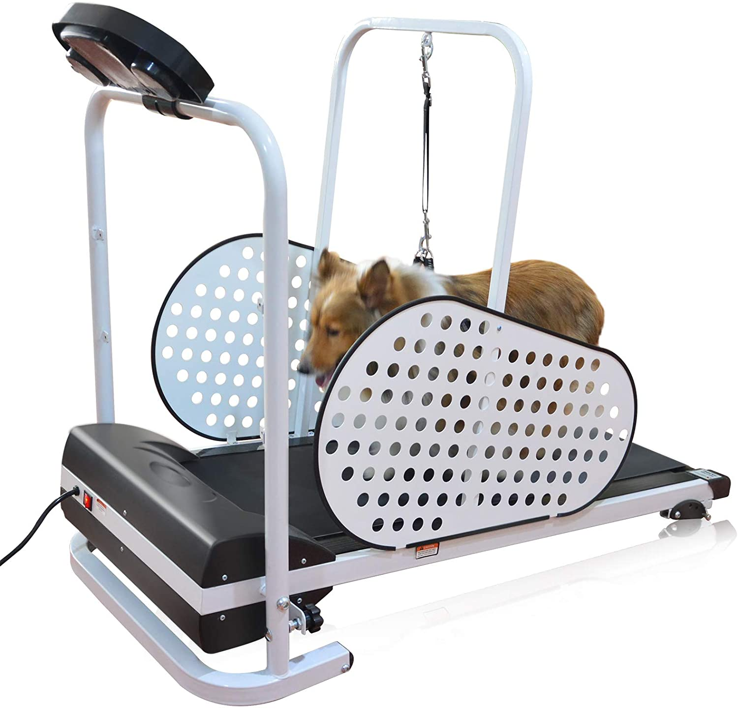 A dog on a doggy treadmill