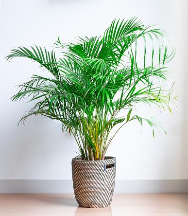 8 Easy ways to fix an Areca Palm with Brown Tips (With Causes)