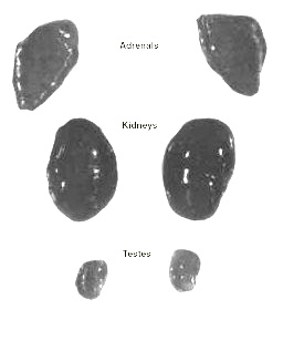 Adrenal glands , kidneys , and testes of a fetal C. tridactylus