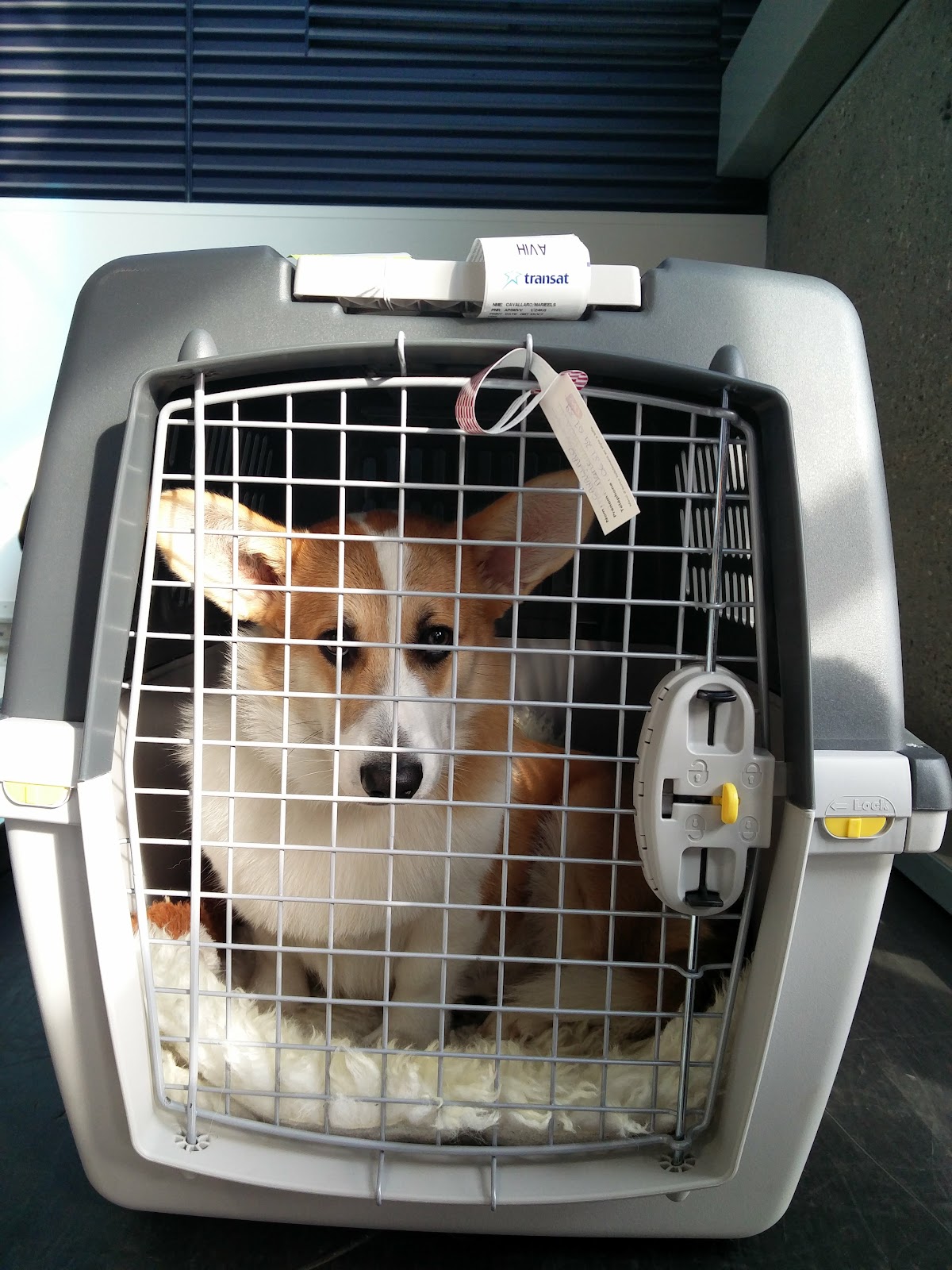 corgi in IATA transport cage with an air transat seal