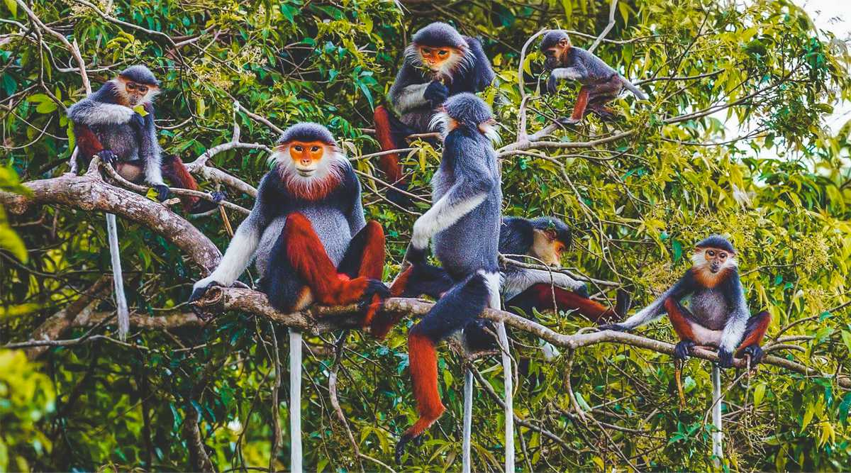 Grey-Shanked Douc Langur - one of the most endangered primates in the world in Cuc Phuong National Park