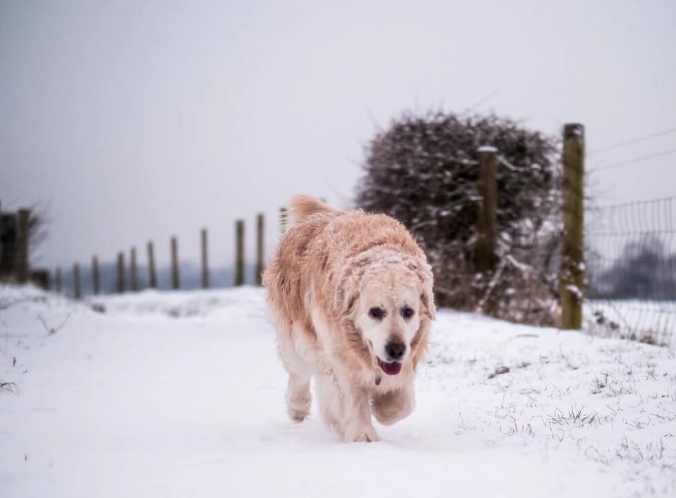 Keeping Your Dog Warm On Winter Walks 