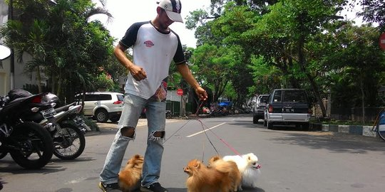 Mengajak Anjing Mini Pom Berolahraga