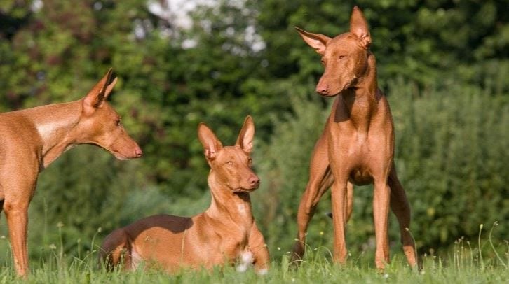 pharaon chasse ensemble - chiens les plus chers du monde
