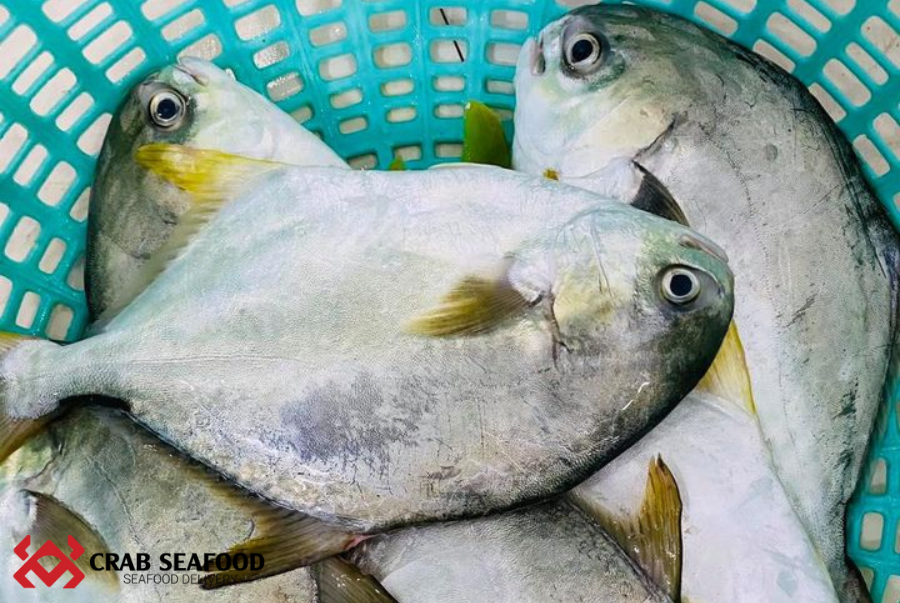 Tìm Hiểu Về Cá Chim Trắng Biển. Mua Cá Chim Trắng Ở Đâu Chất Lượng? - Crab Seafood
