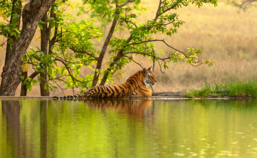 Ranthambore jungle safari in India