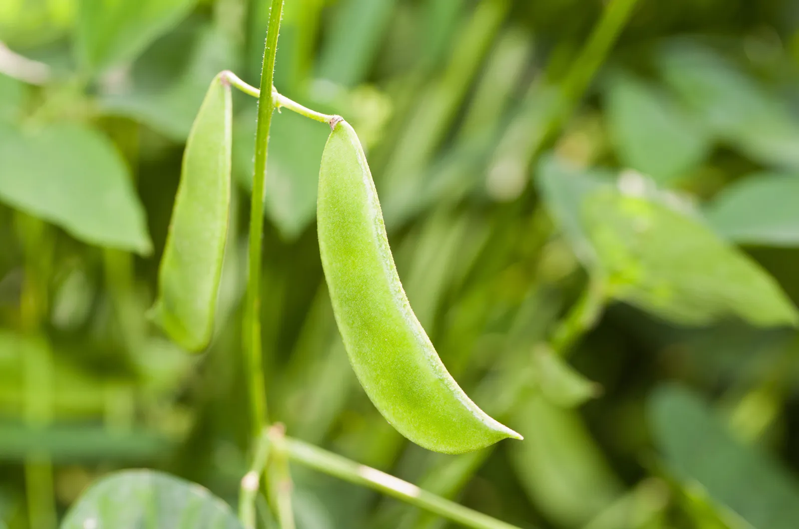 Beans