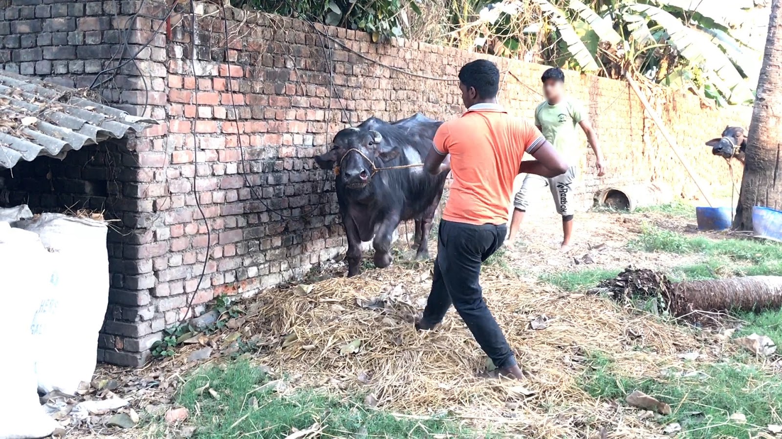 bufala-maltrattata-calcutta