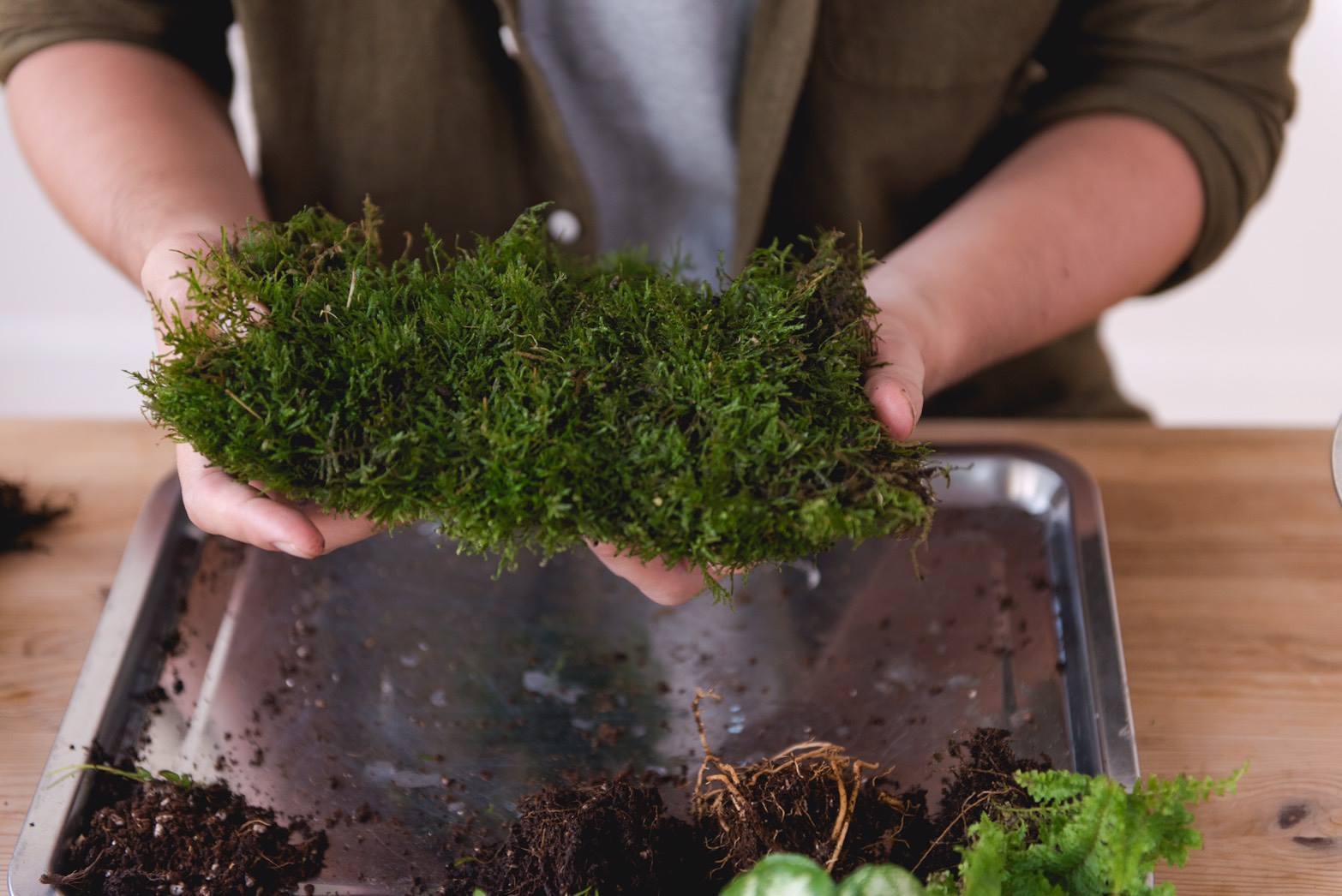 苔球製作 苔球diy 澆水頻率 換盆方式 苔球照顧必知的7 大基礎知識 Pinkoi 設計誌