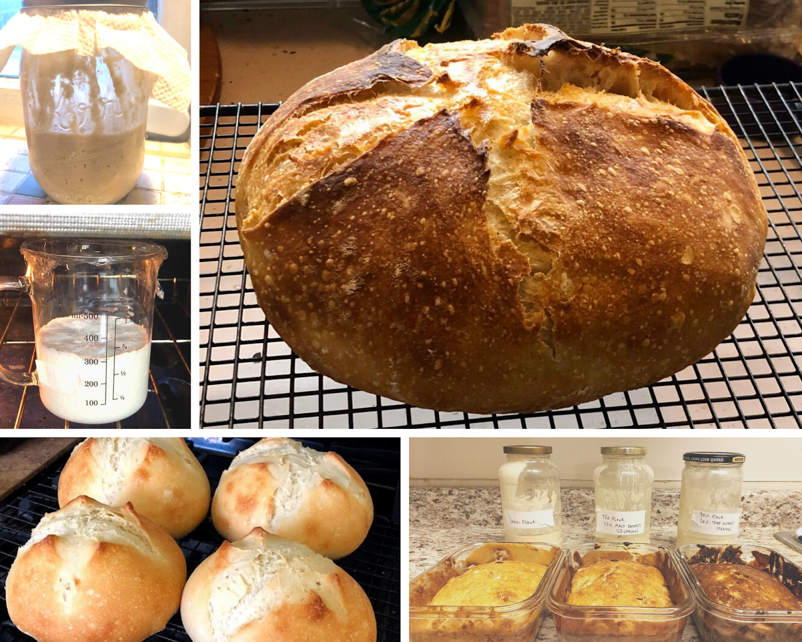 Two photos of sourdough starters, a photo of a loaf of sourdough bread, a photo of three sourdough starters with three loaves of sourdough bread, and a photo of four small sourdough boules.