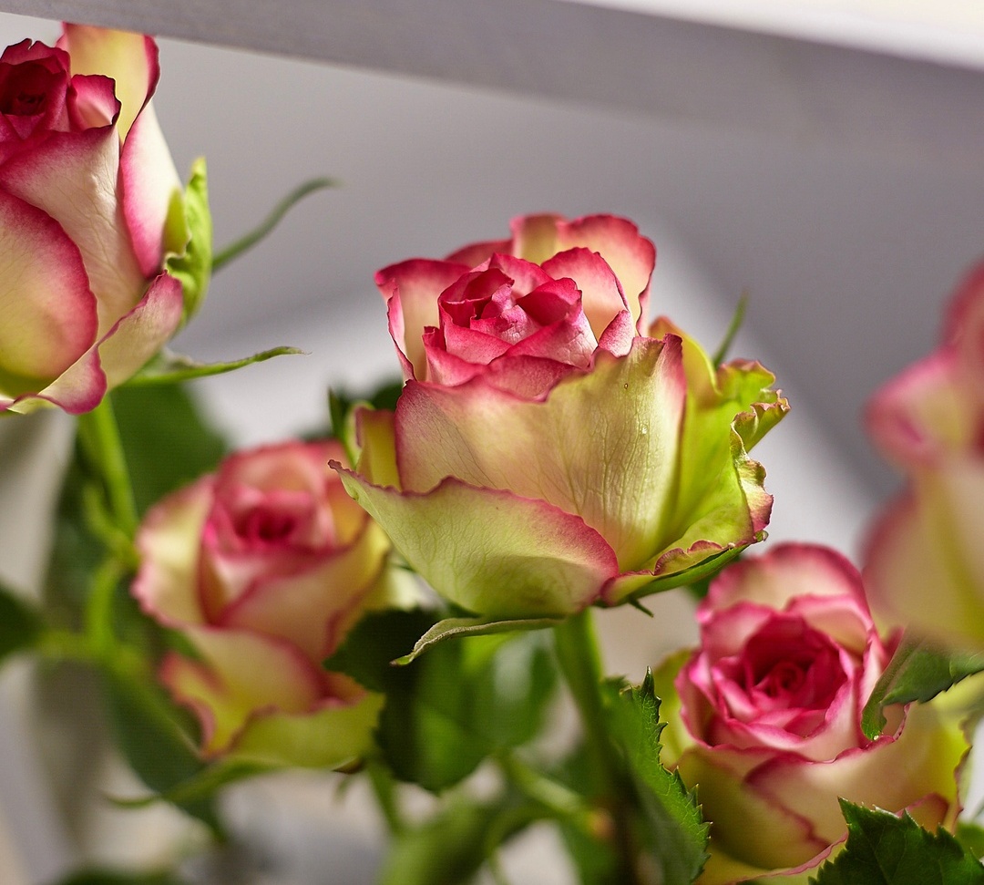 Как выбрать свежие цветы: выбираем букеты при покупке цветов оптом