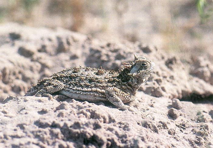 Image result for texas horned lizard