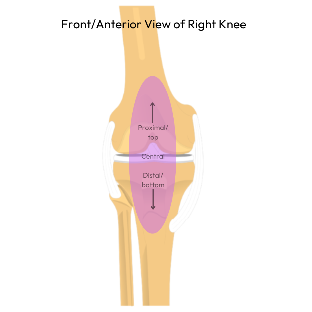 Center of the knee