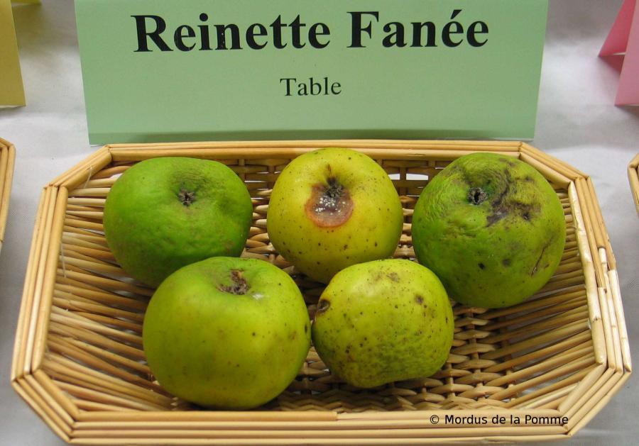 http://dinan.dinancommunaute.fr/conservatoire/sites/default/files/styles/fruit_full/public/fruits/pommes/photos_fruit/Reinette%20Fan%C3%A9e.jpg?itok=GAhlH-DZ